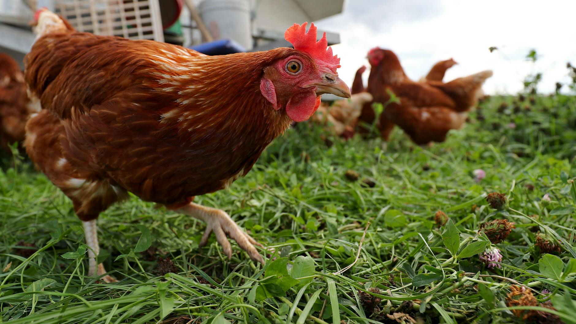 Die Vogelgrippe grassiert, Freilandeier könnten bald knapp werden (Symbolbild).