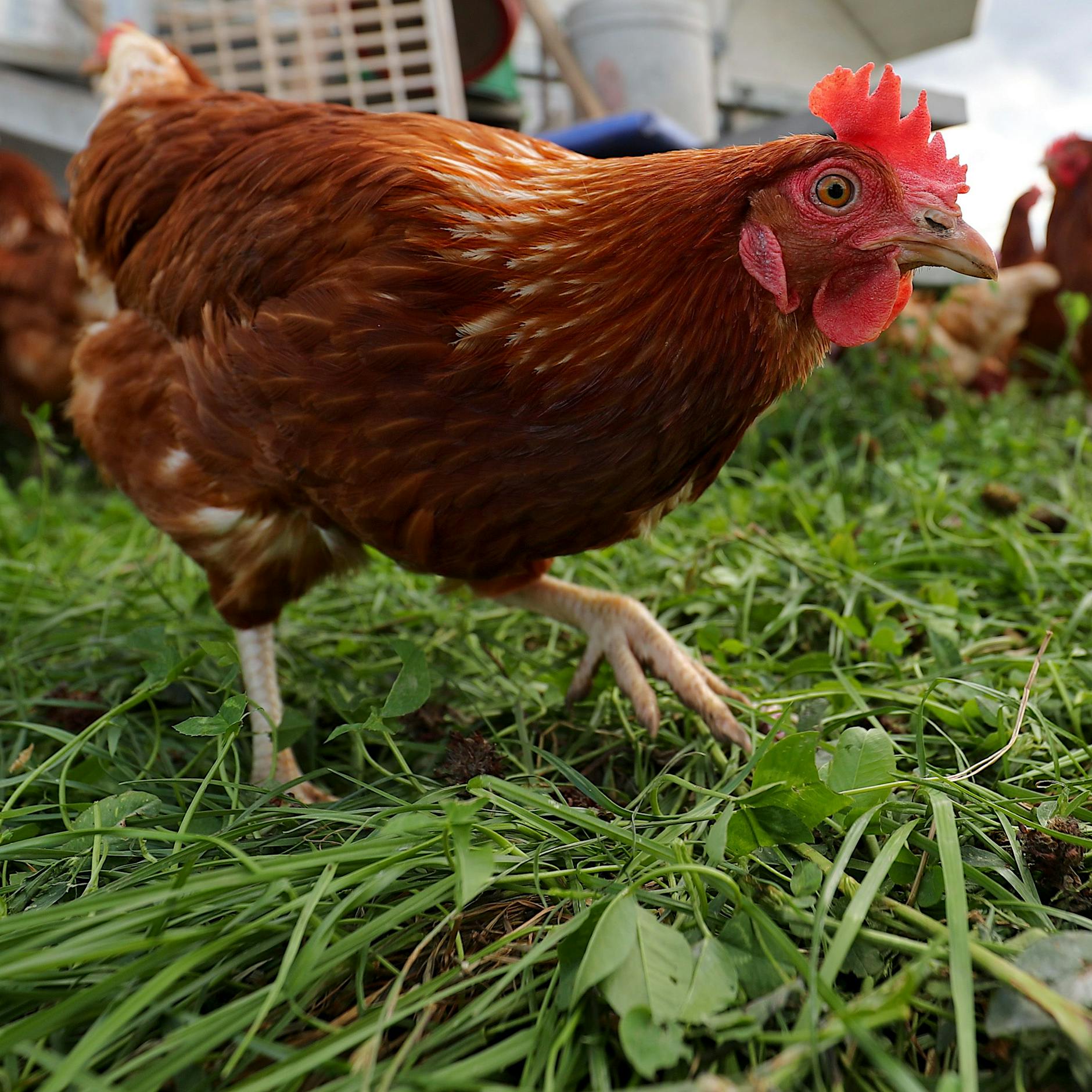 Vogelgrippe grassiert: Jetzt droht Freilandeier-Knappheit