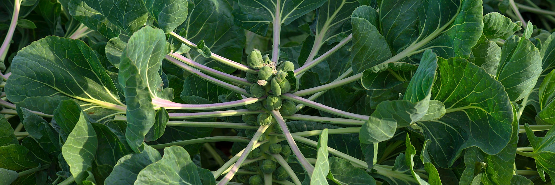 Eine Rosenkohl-Staude auf einem Feld