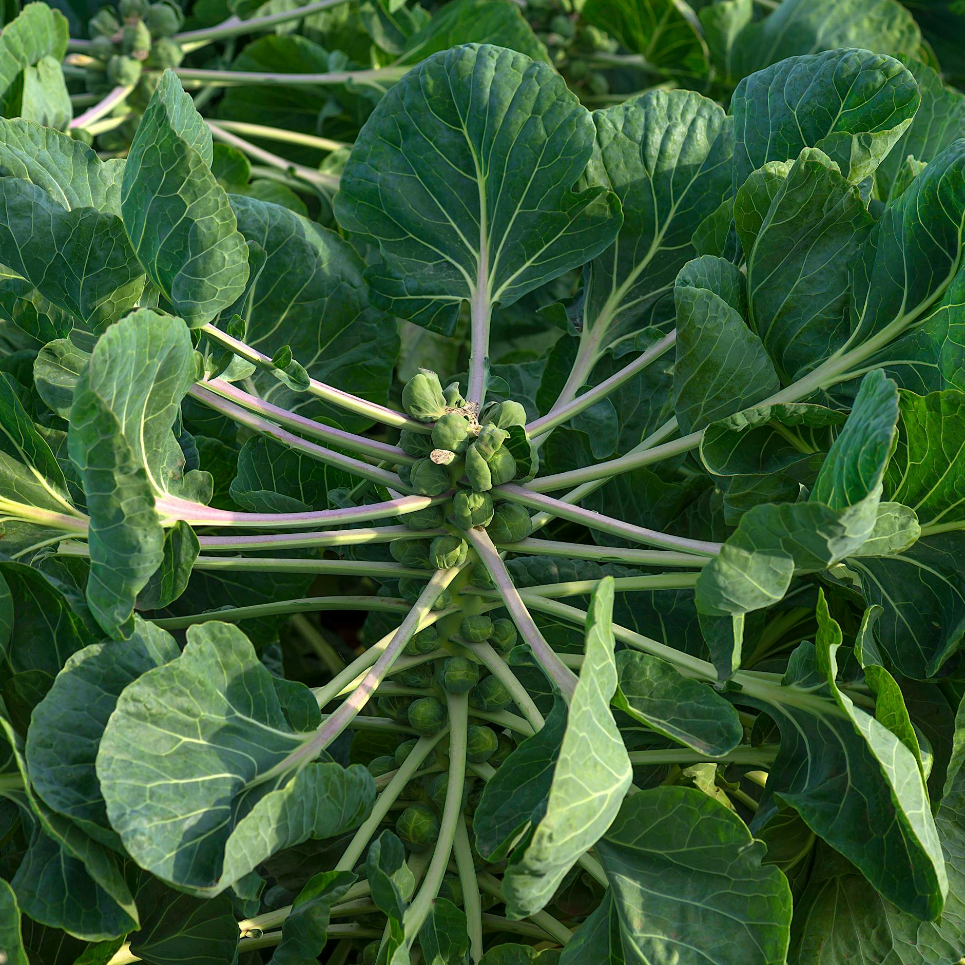 Rosenkohl selbst im Garten anbauen: Wenn Sie DIESE fünf Tipps beachten, klappt es bestimmt!