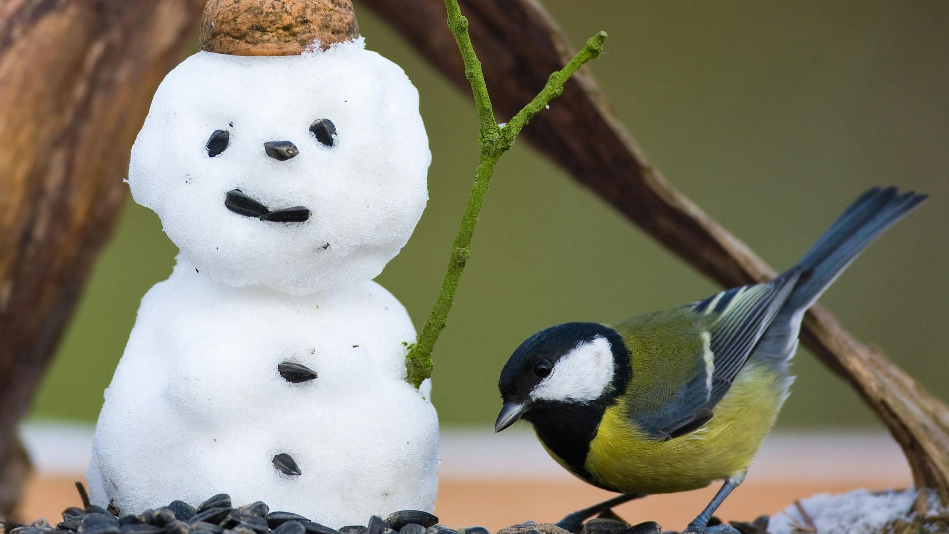 Nicht vergessen: Jetzt sollte man sich um die Tiere im Garten kümmern und Vögeln Futter bereitstellen.