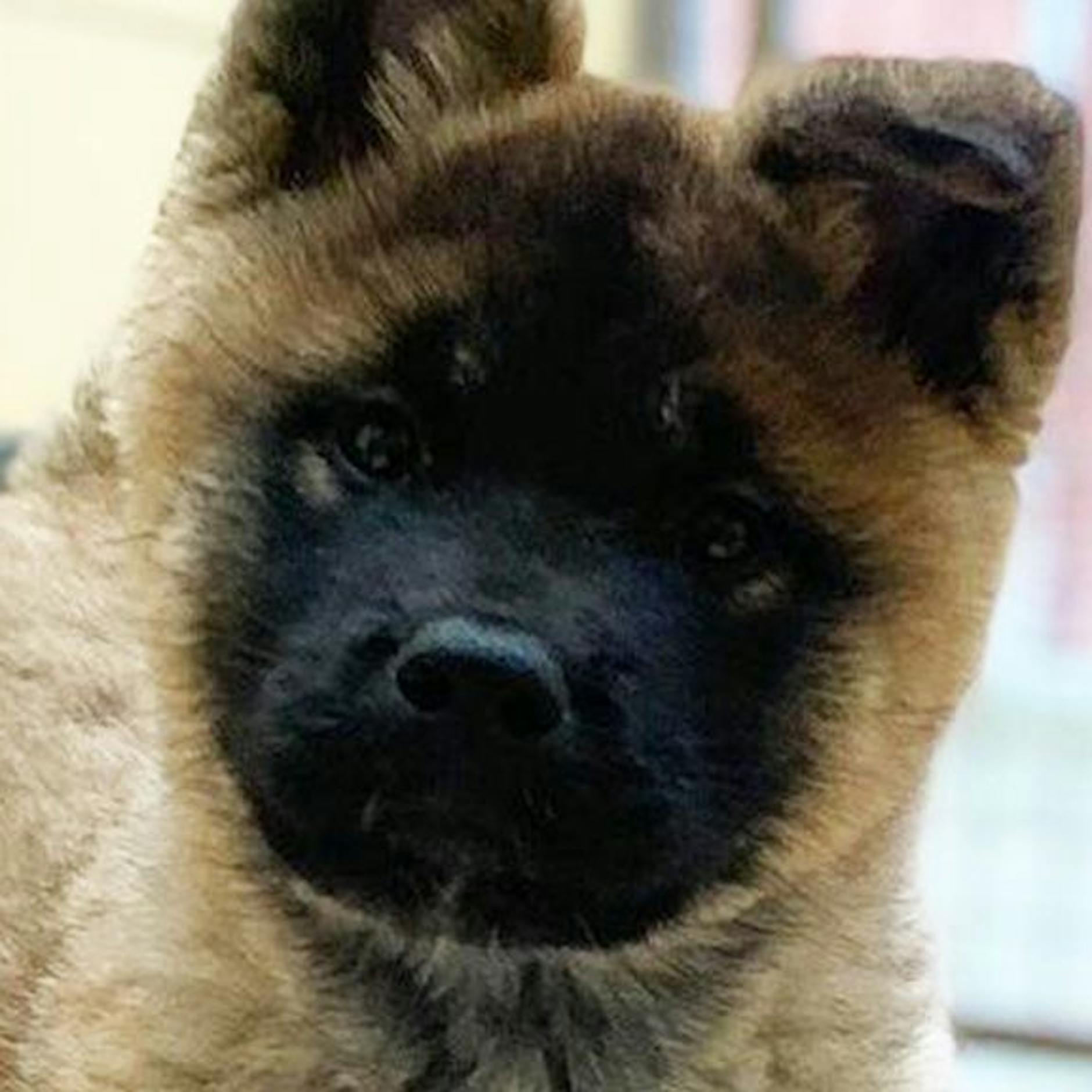 Unfassbares Tier-Schicksal! Was diesen süßen Hundewelpen angetan wurde, sollte jeder wissen – jetzt warnen Tier-Experten davor