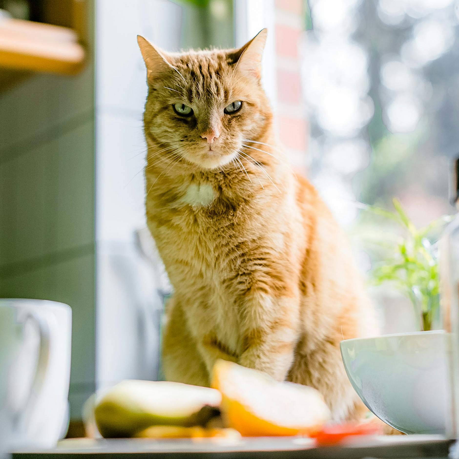 Das sind die beliebtesten Hunde- und Katzennamen in Deutschland