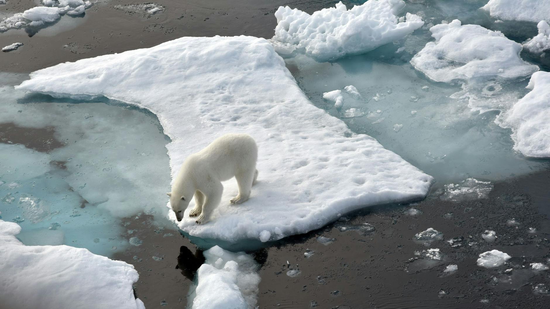 Ein Eisbär steht im Nordpolarmeer auf einer Eisscholle.