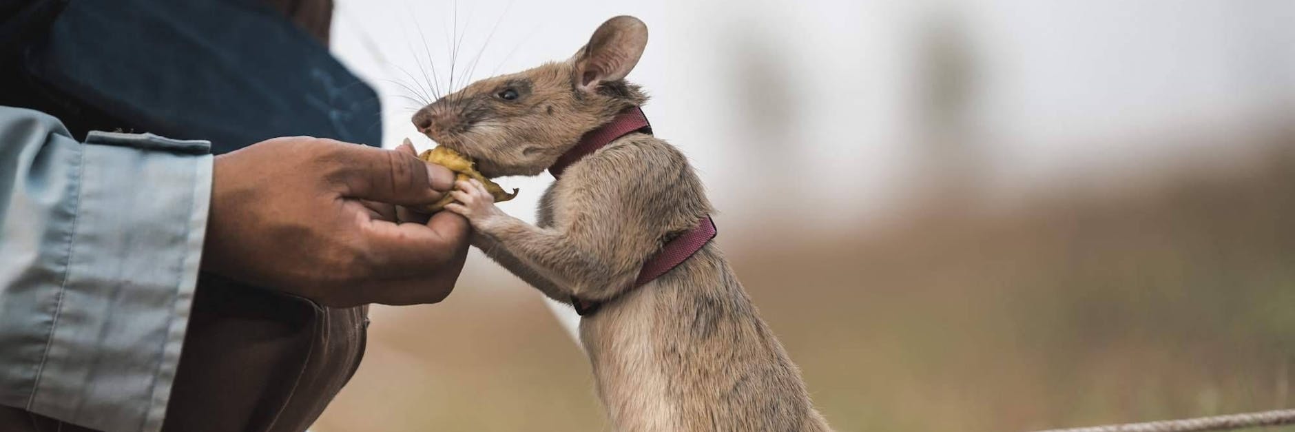 Die Riesenhamsterratte Magawa war darauf trainiert, Minen zu finden und so Leben zu retten. 