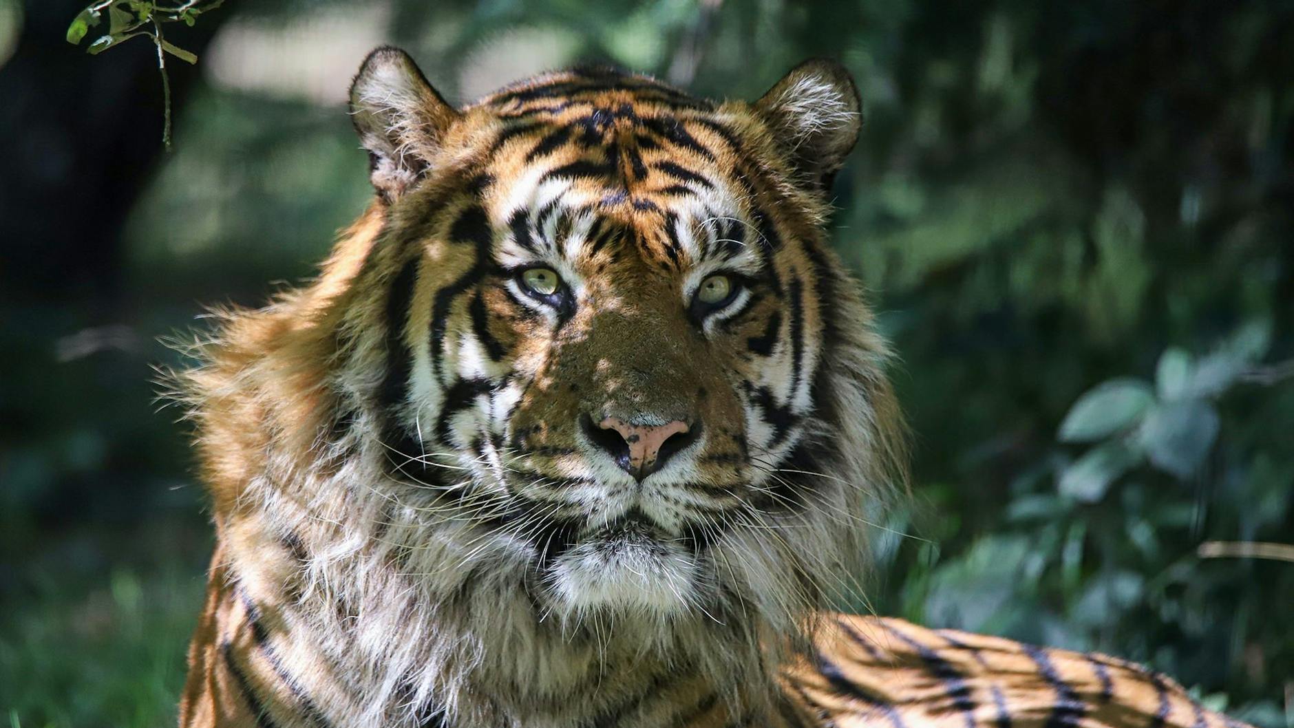 Bonjour, Jae Jae! Der Sumatra-Kater zog aus Frankreich nach Berlin. 