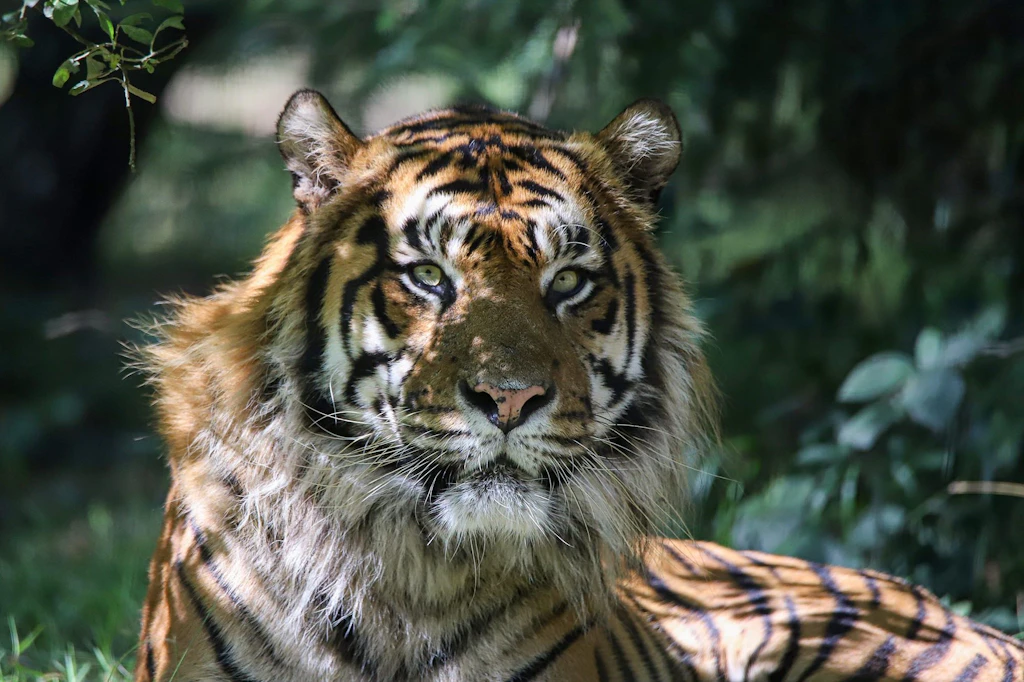 Sumatra-Tiger Jae Jae zieht in den Tierpark Berlin