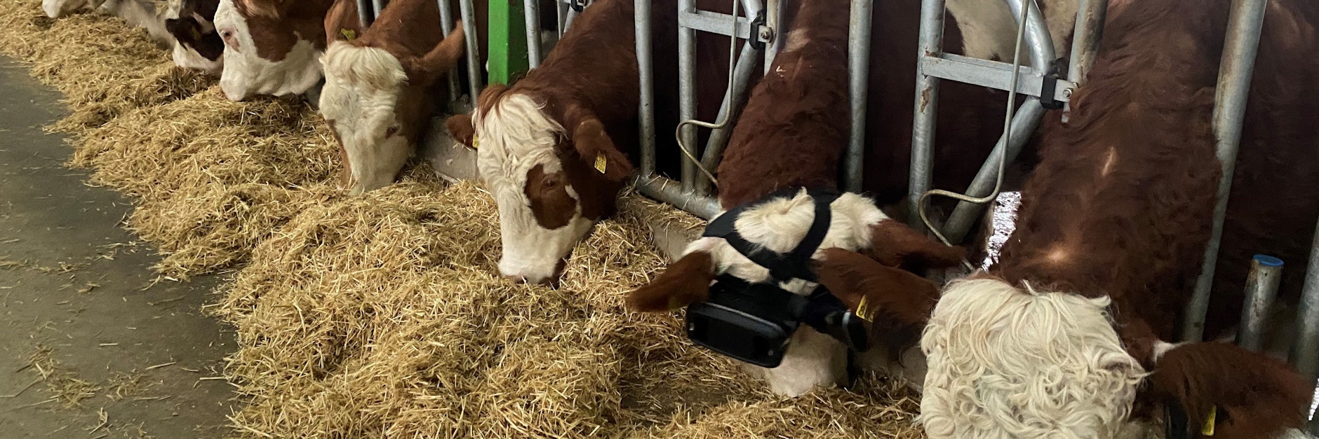 Kühe des Bauern Izzet Kocak tragen eine sogenannten VR-Brille (Virtual-Reality). Damit werden den Tieren Weideflächen simuliert, wenn die Kühe im Stall stehen, damit die Kühe mehr Milch produzieren.