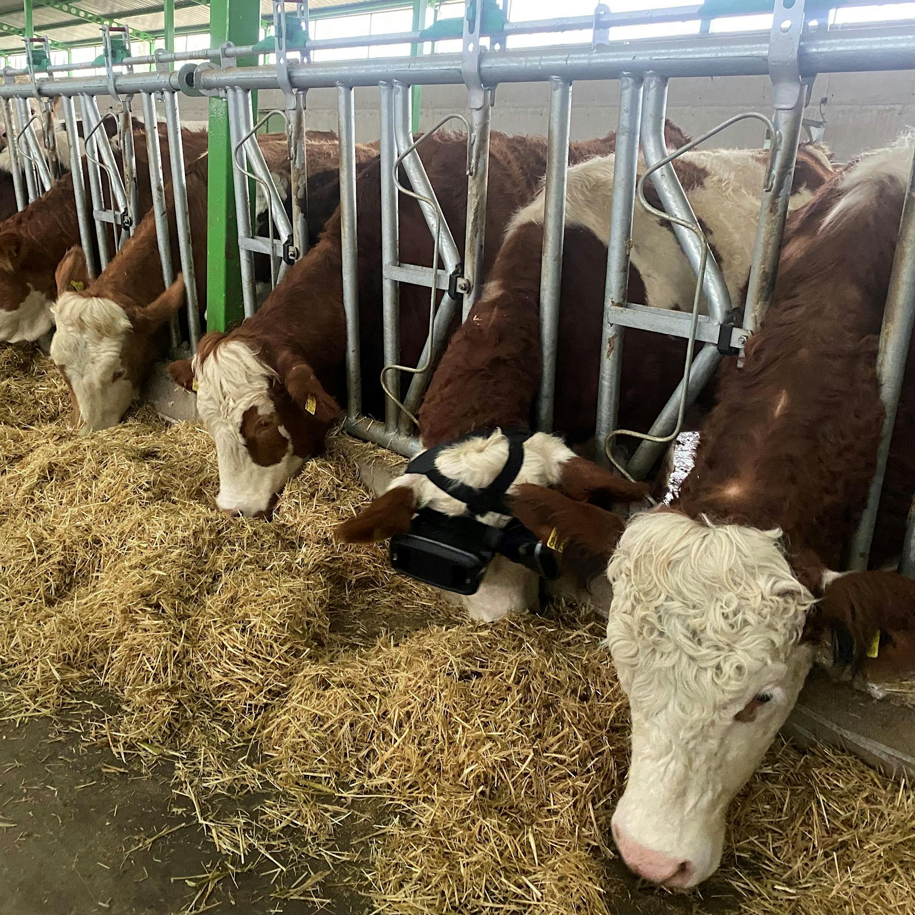 Bauer gaukelt Kühen mit VR-Brillen grüne Wiesen vor