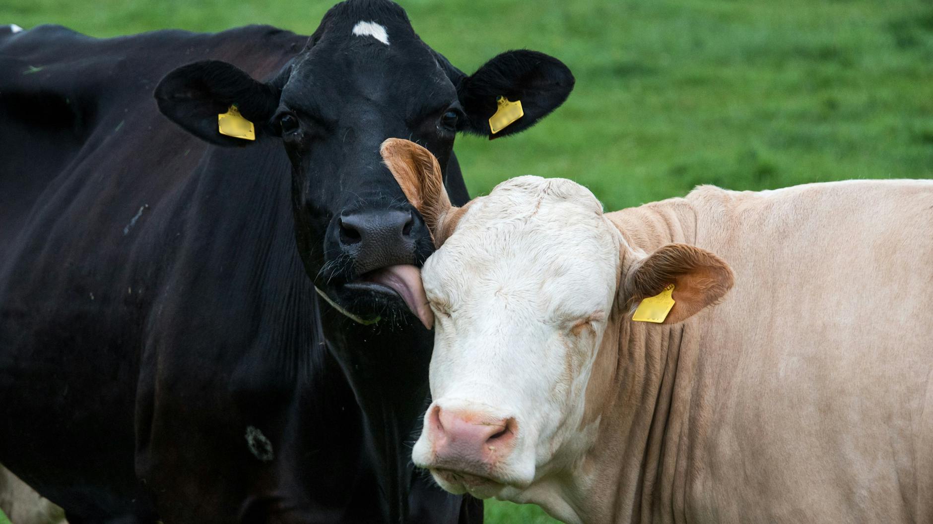 Immer mehr große Handelsketten in Deutschland wollen schrittweise Milch aus wenig tiergerechter Haltung aus ihren Kühlregalen verbannen (Symbolbild).