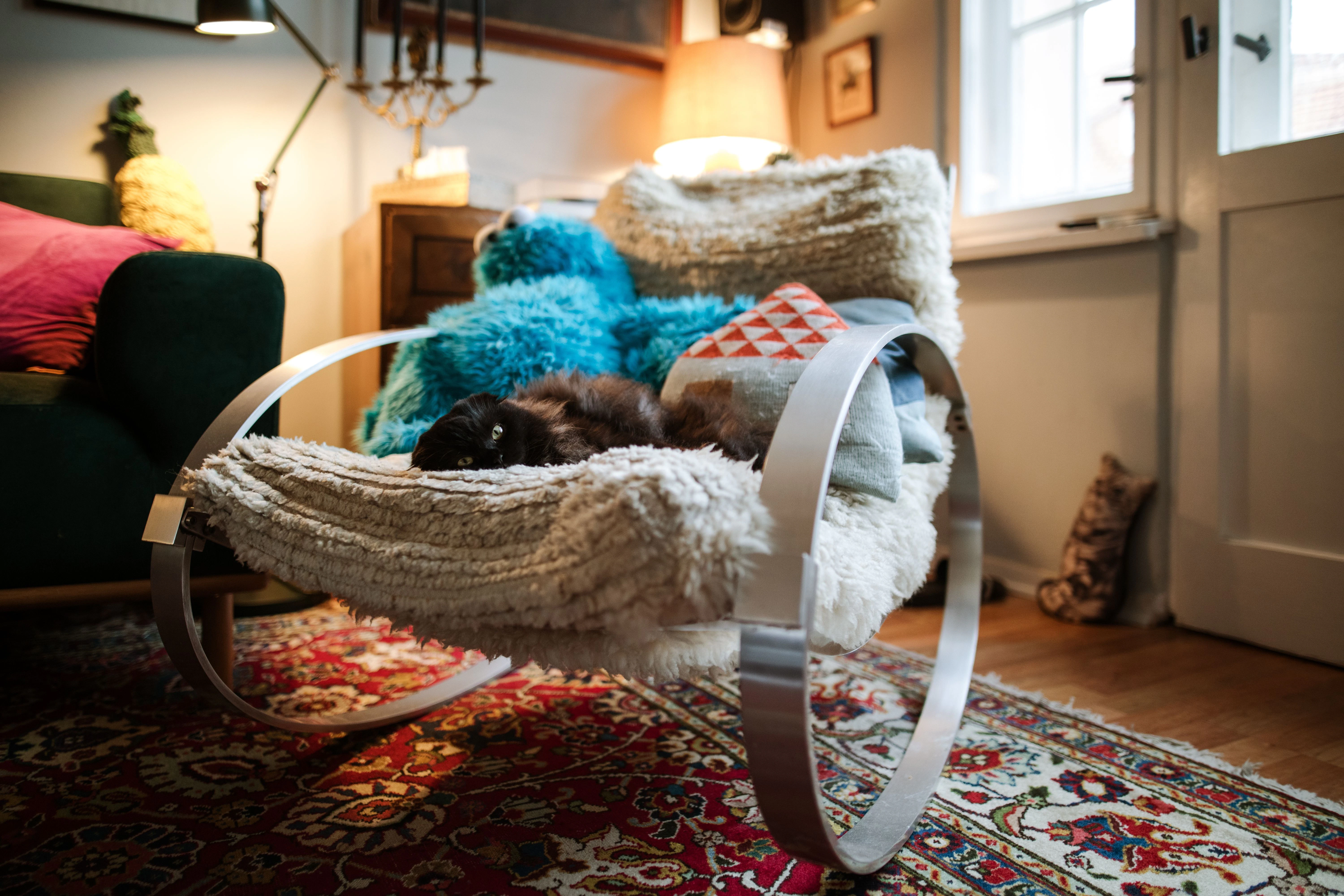Krümelmonster und Katze teilen sich bei Familie Weis gerne mal den Schaukelstuhl im Wohnzimmer.