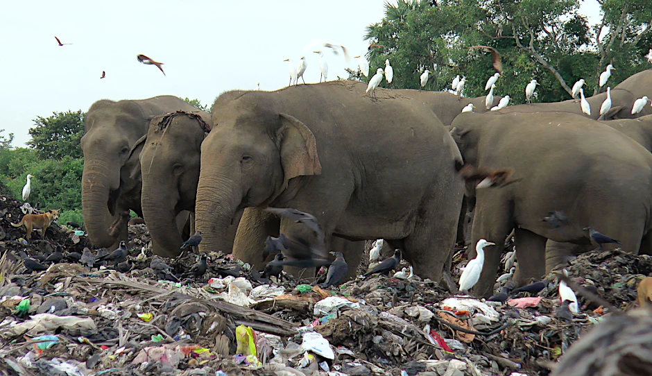 Wilde Elefanten suchen auf einer offenen Mülldeponie in Sri Lanka nach Nahrung. In den letzten acht Jahren sind etwa 20 Elefanten gestorben, nachdem sie auf der Deponie&nbsp;Plastikmüll gefressen hatten.&nbsp;