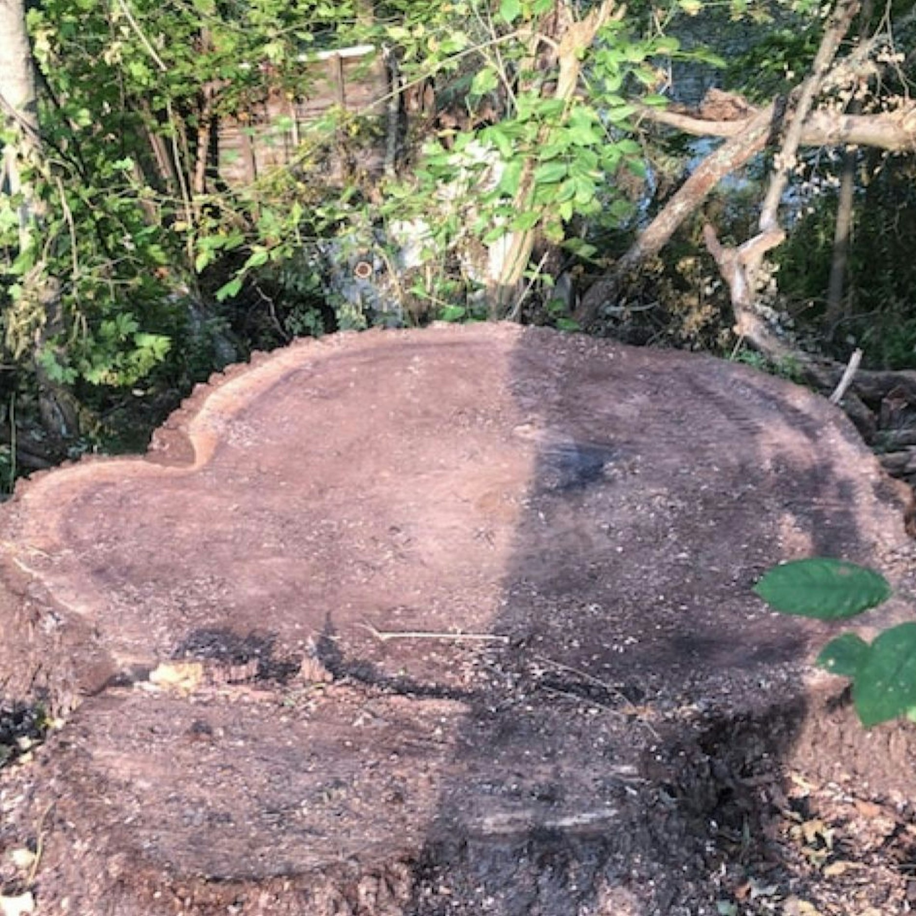 Der Durchmesser von fast 2 Metern war breiter als jeder andere Walnussbaum im gesamten Staat.