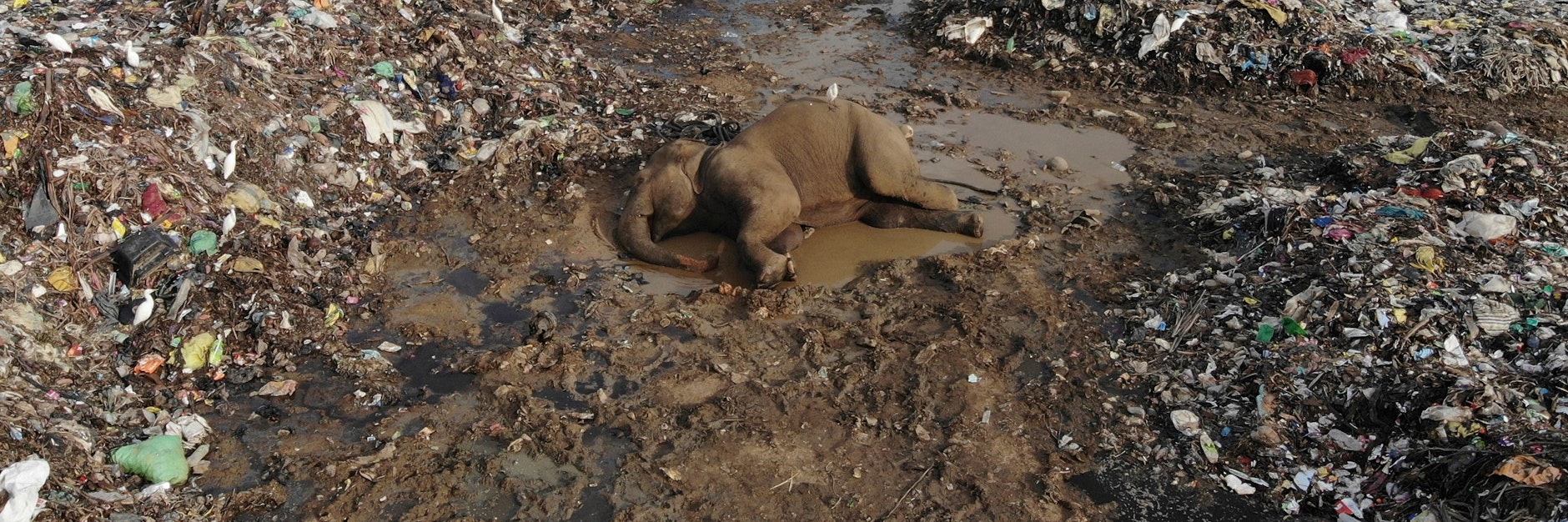 Der Körper eines wilden Elefanten liegt in einer offenen Mülldeponie im Dorf Pallakkadu im Bezirk Ampara, etwa 210 Kilometer östlich der Hauptstadt Colombo.