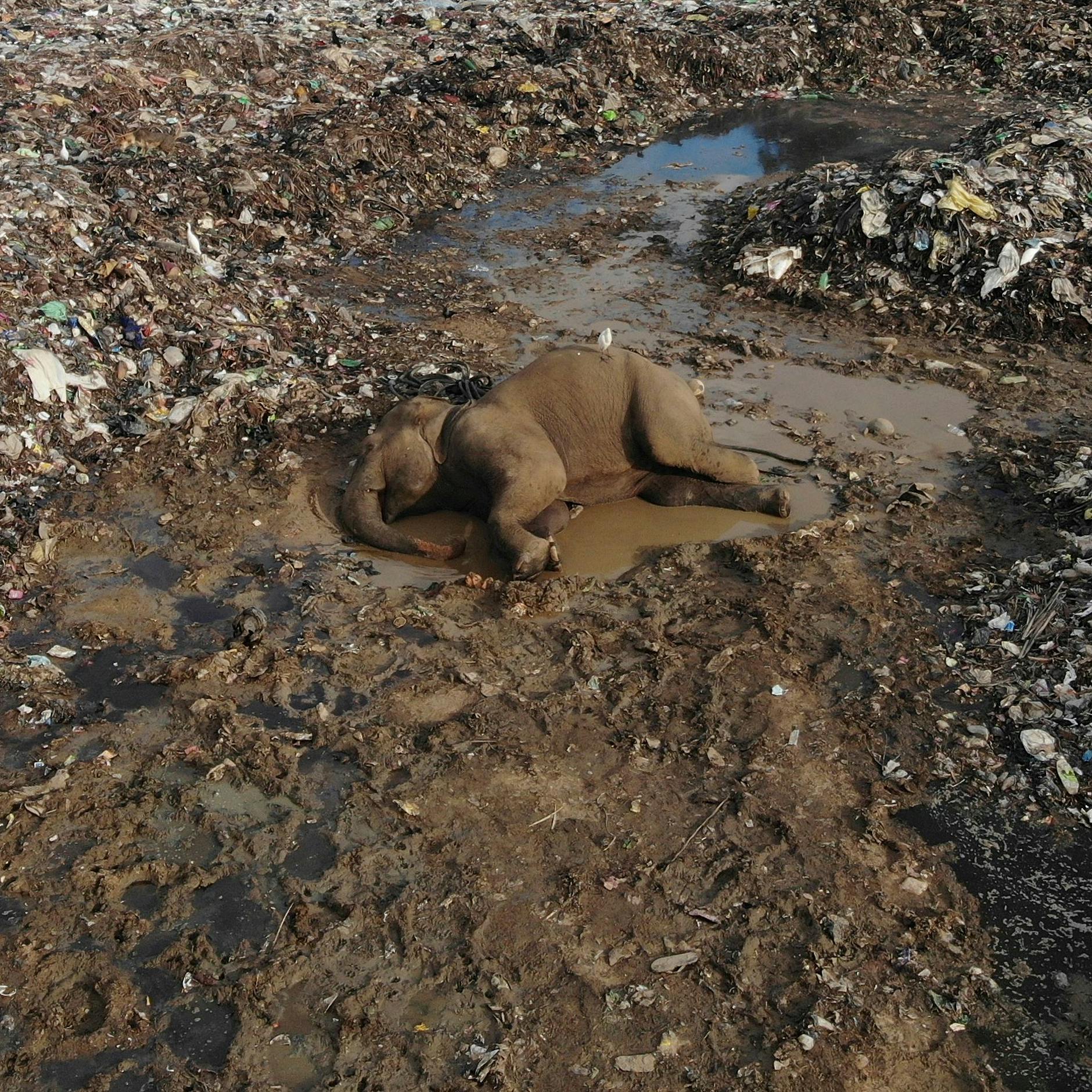 Sri Lanka: Hungrige Elefanten fressen verzweifelt Müll auf Deponie – und sterben qualvoll an unserem Plastik