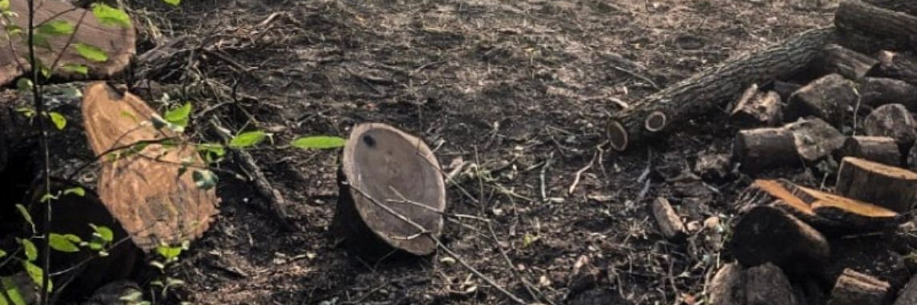 Der schwarze Walnussbaum hatte über 250 Jahre lang in einem heutigen Naturgebiet am Rocky River in Strongsville, einem Vorort von Cleveland, gestanden.
