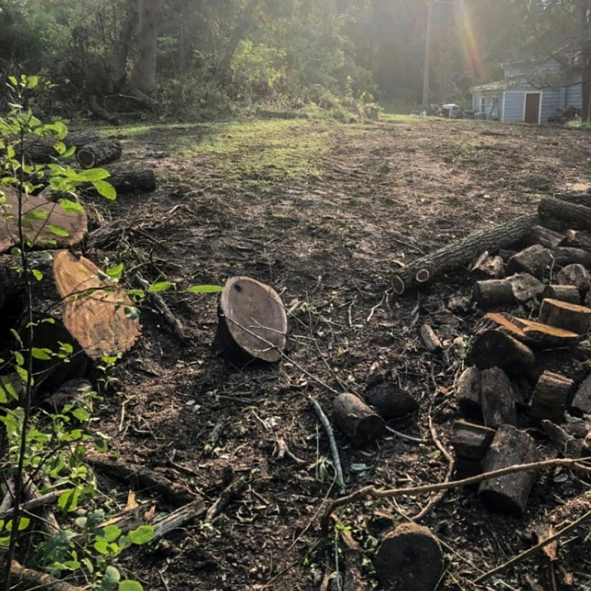 Mann fällt ältesten Baum in Nationalpark - weil er Geld brauchte