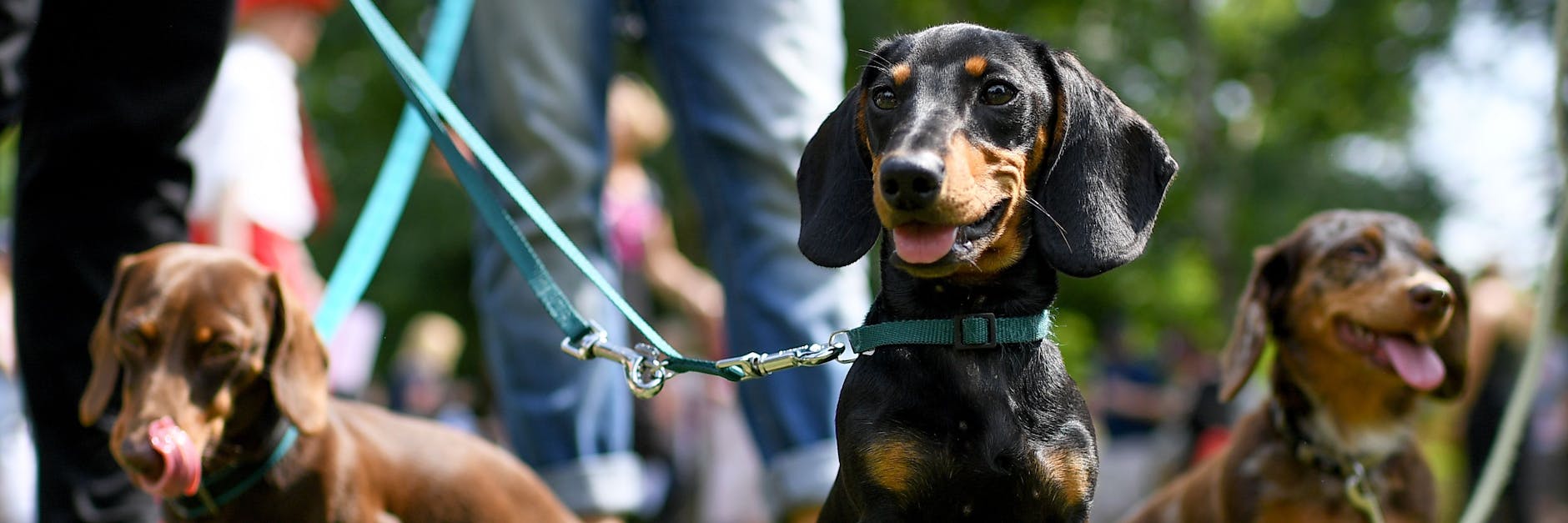 Hunde in Berlin müssen seit dem 1. Januar beim Hunderegister angemeldet werden.