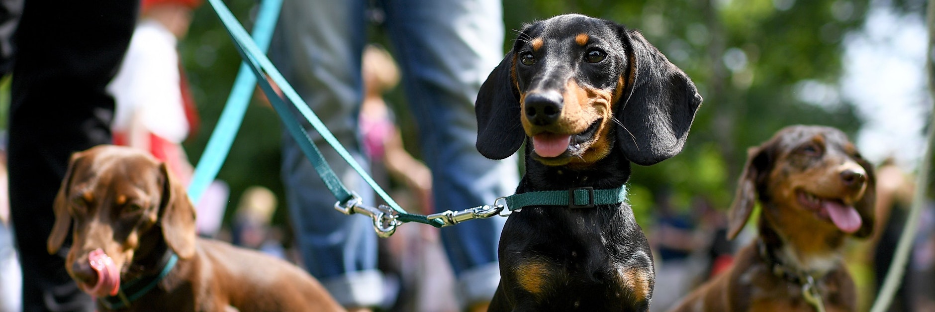 Hunde in Berlin müssen seit dem 1. Januar beim Hunderegister angemeldet werden.