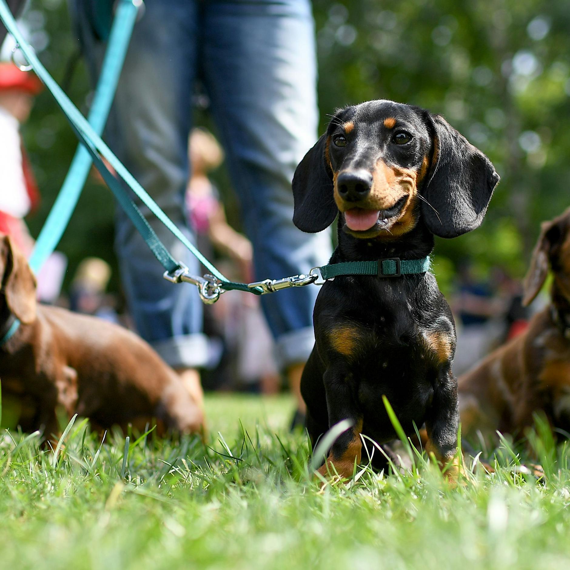 DAS ist pure Abzocke! Berliner Hundebesitzer beißen gegen das neue Hunderegister