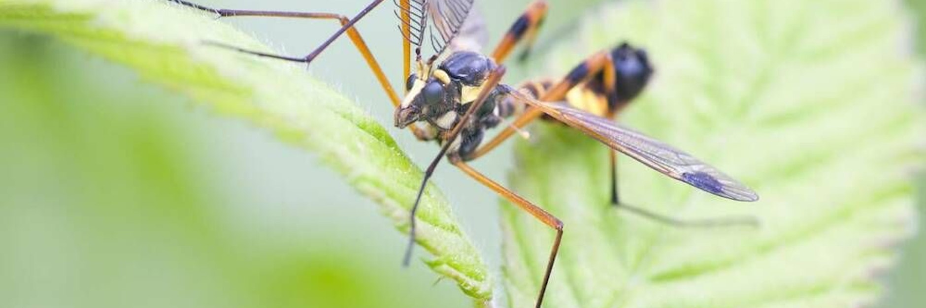Trauermücken sind ungefährlich für den Menschen, aber extrem nervig.&nbsp;