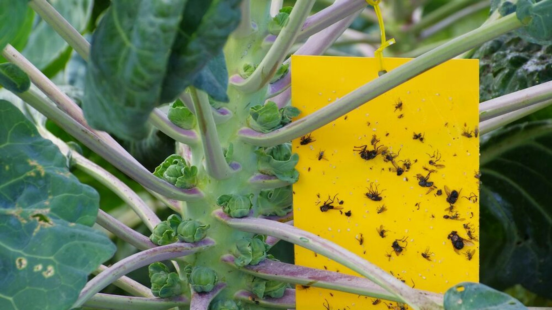 Gelbtafeln helfen, Trauermücken wieder loszuwerden.