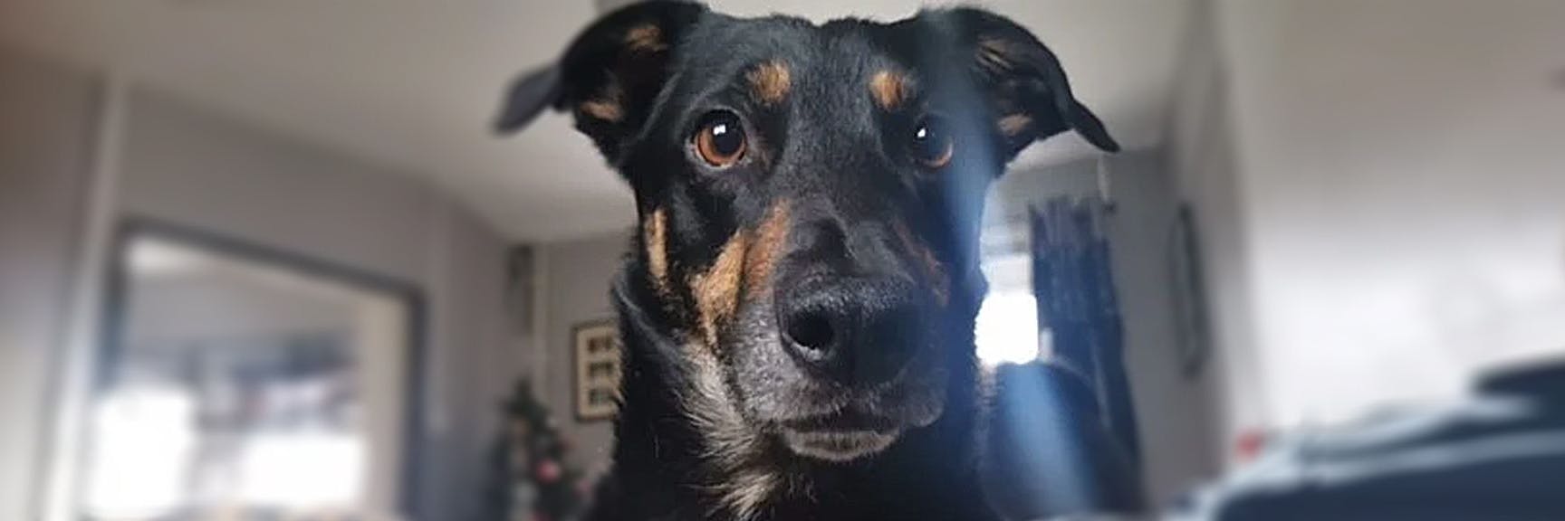 Hündin Bella fraß ein Stück verschimmeltes Brot, wäre daran beinahe gestorben.