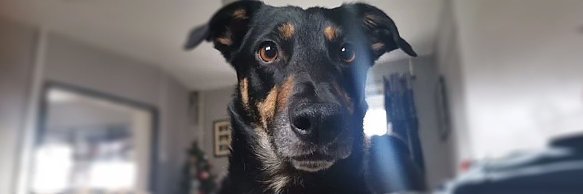 Hündin Bella fraß ein Stück verschimmeltes Brot, wäre daran beinahe gestorben.