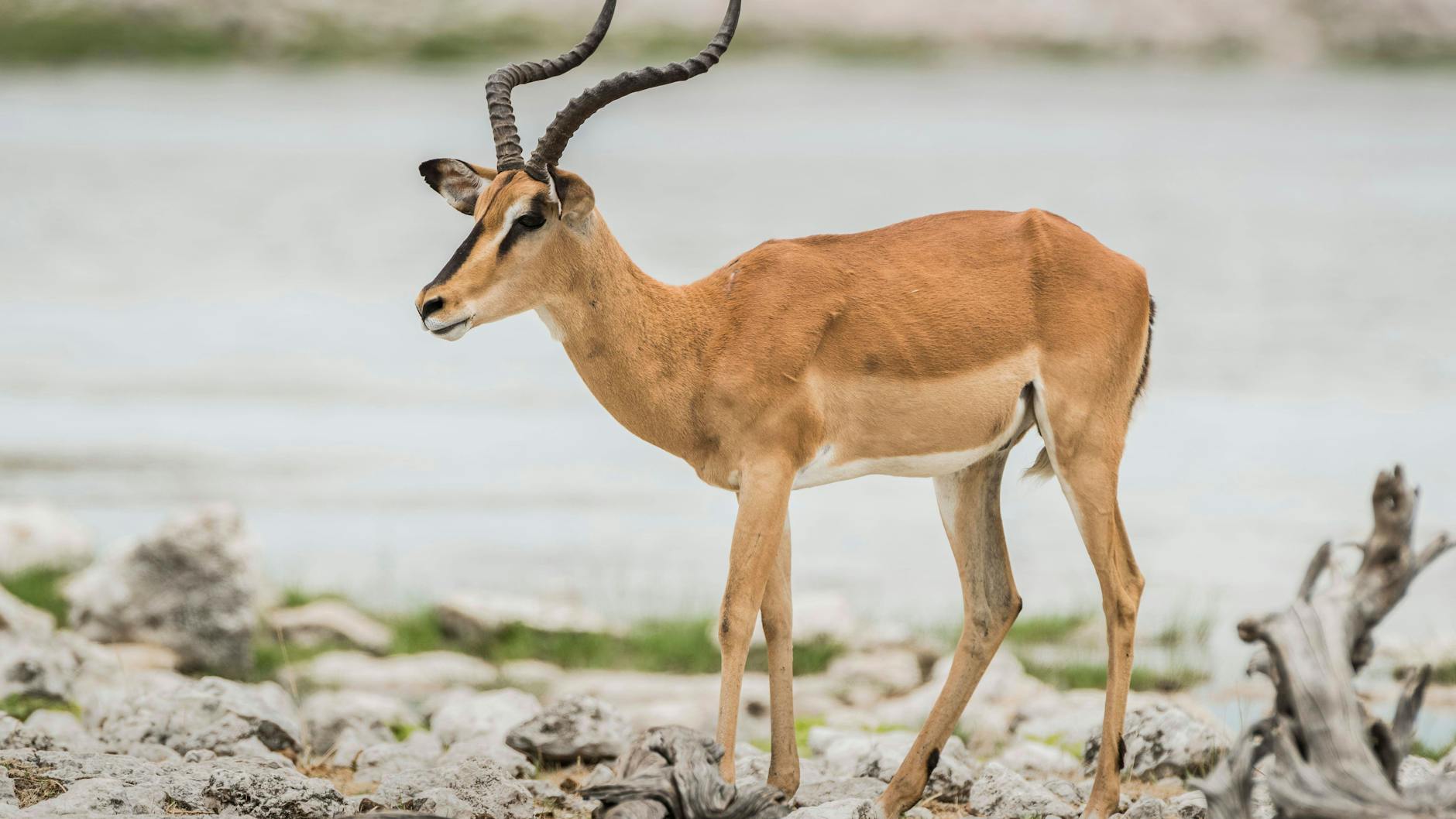 Ein Schwarznasen-Impala. Diese Art der Impalas gilt als gefährdet.