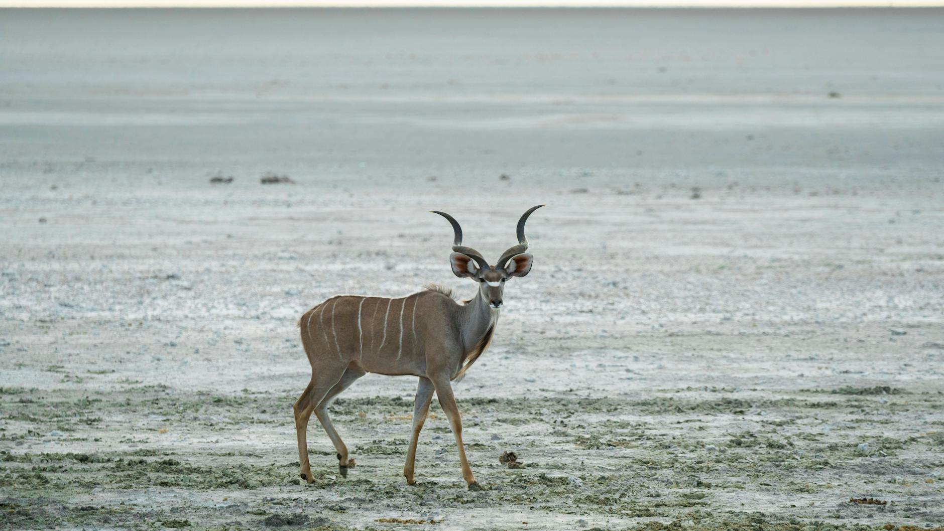 Ein großer Kudu. Die Dschungelstars durften einen Penis dieses Tiers verspeisen.