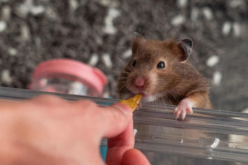 Hamster „Ring“ lebt bei seinem Besitzer in Hongkong.