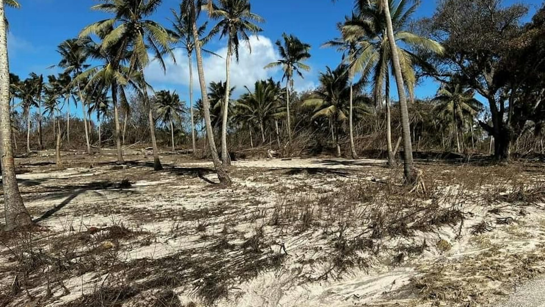 Weite Teile Tongas sind von Vulkanasche bedeckt.