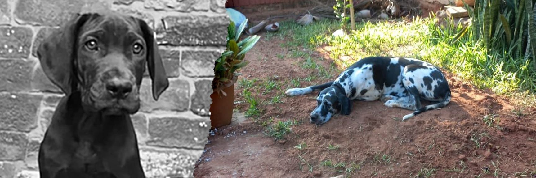 Als Hund Gaspar starb, wich seine Freundin Kaya seinem Grab nicht von der Seite.