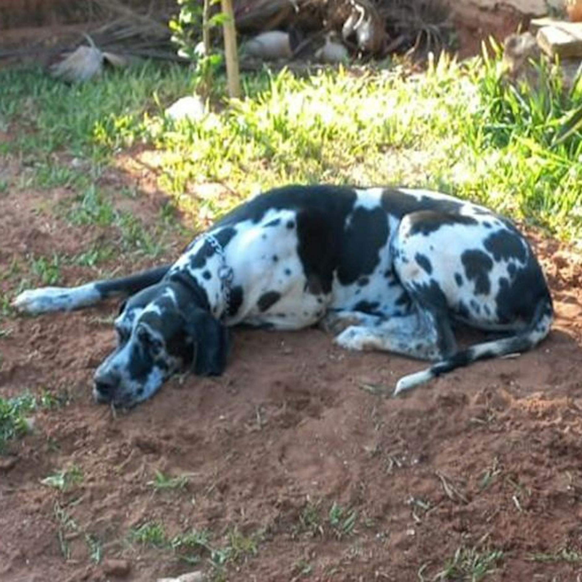 Diese Tier-Geschichte rührt zu Tränen: Selbst nach dem Tod weicht Hündin Kaya ihrem Kumpel Gaspar nicht von der Seite