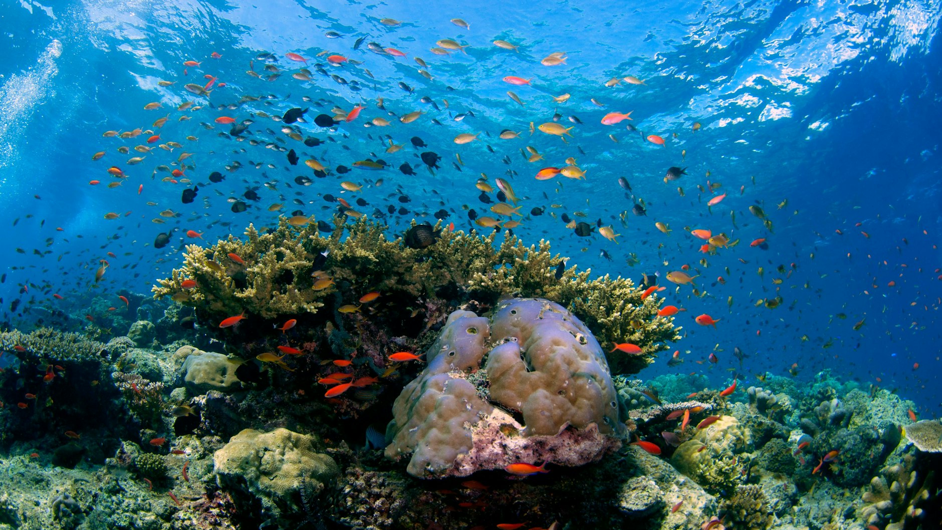 Korallenriff vor der Insel Pulau Sipadan, Malaysia