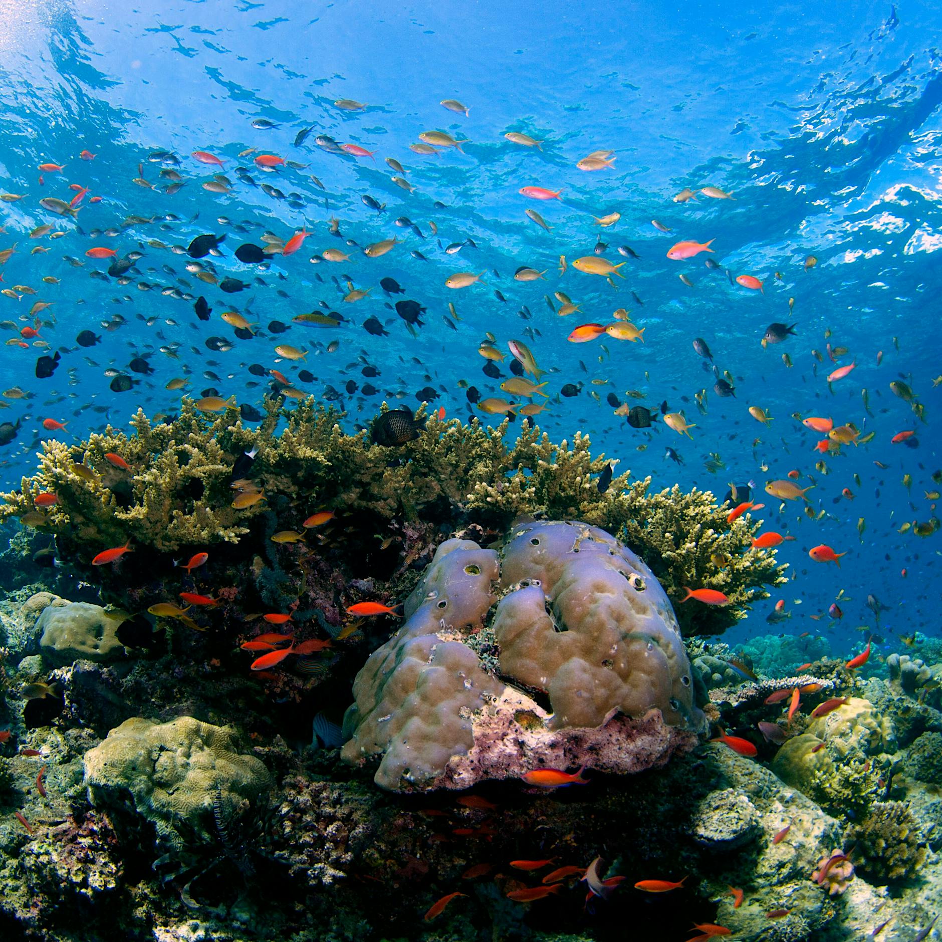 Wie bedrohte Korallenriffe weltweit vernetzt sind