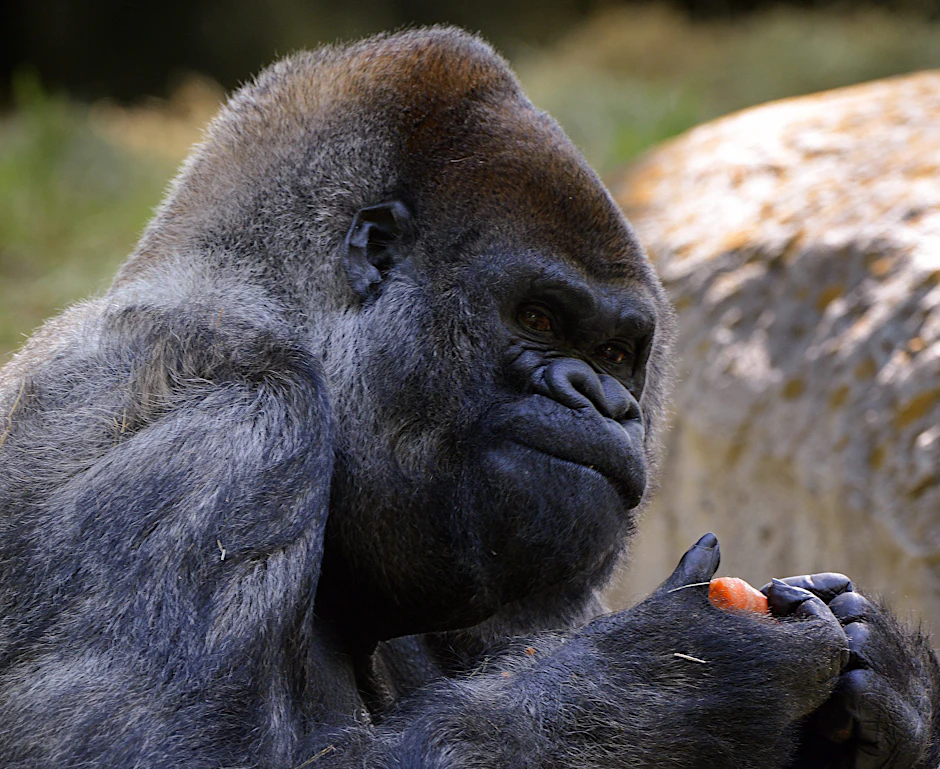 Ozzie, der älteste bekannte männliche Gorilla der Welt,&nbsp; ist verstorben.