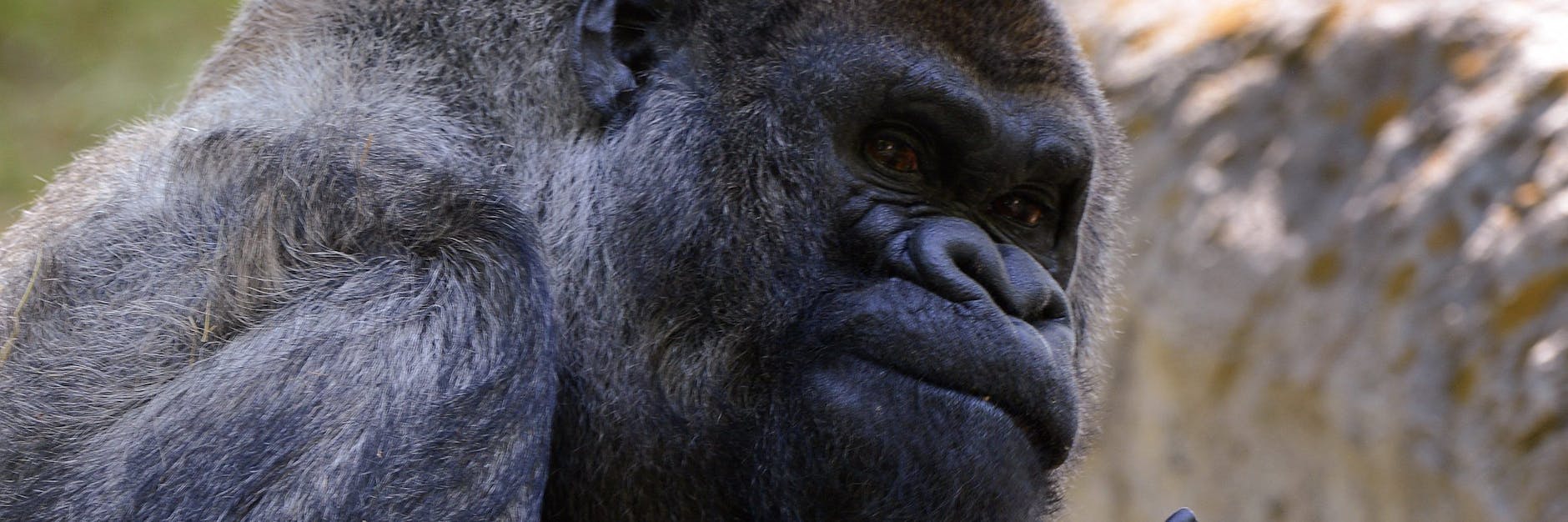 Ozzie wurde am 24. April 1961 in freier Wildbahn in Afrika geboren. (Archivbild)