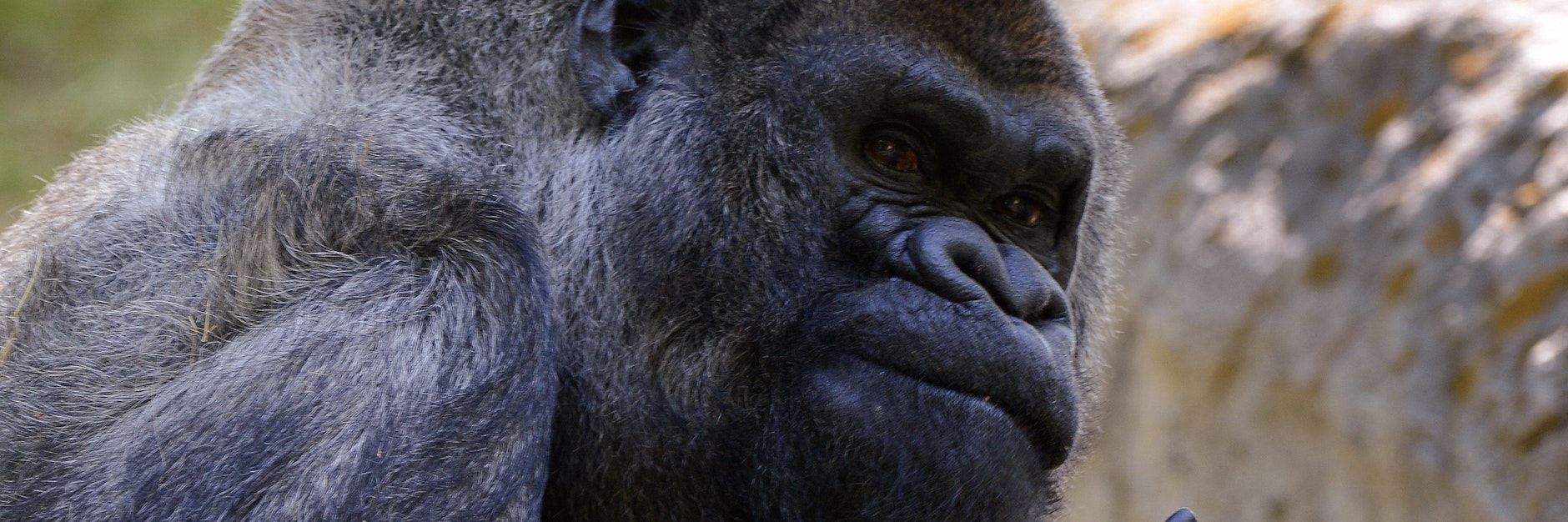 Ozzie wurde am 24. April 1961 in freier Wildbahn in Afrika geboren. (Archivbild)