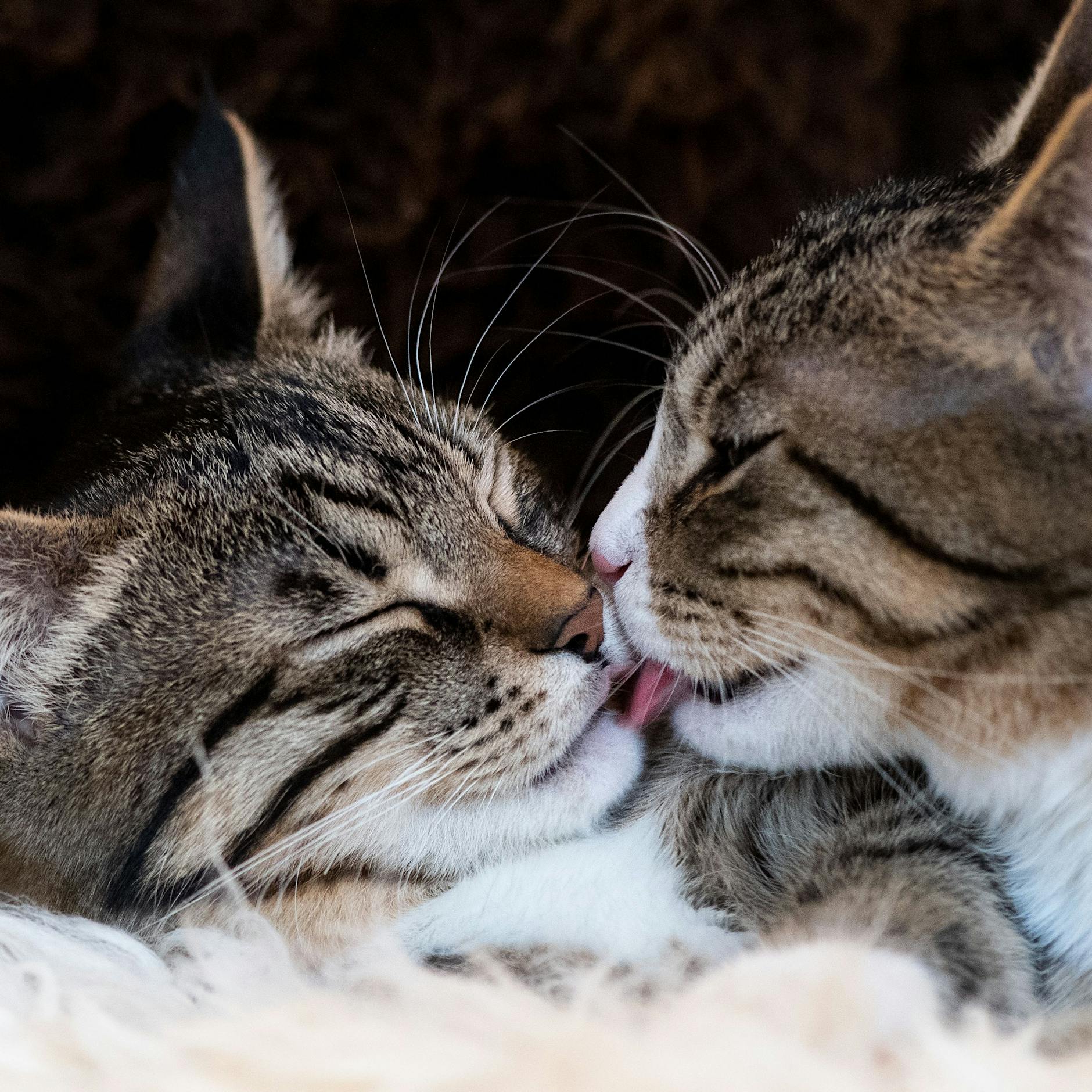 Sprache der Haustiere entschlüsselt: Warum neigen Hunde den Kopf? Warum beißen Katzen? Warum erstarren Hamster? Mit Video!