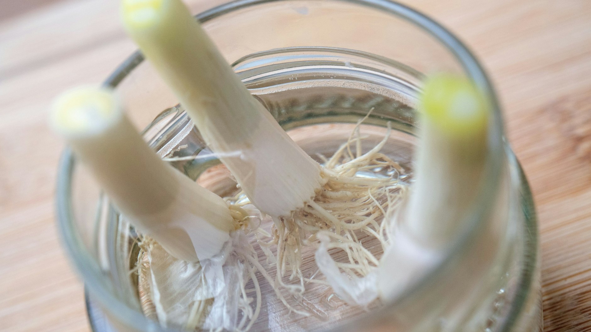 Der mindestens drei bis fünf Zentimeter lange Strunk der Frühlingszwiebeln kommt zunächst in ein Glas Wasser um dort Wurzeln zu treiben.
