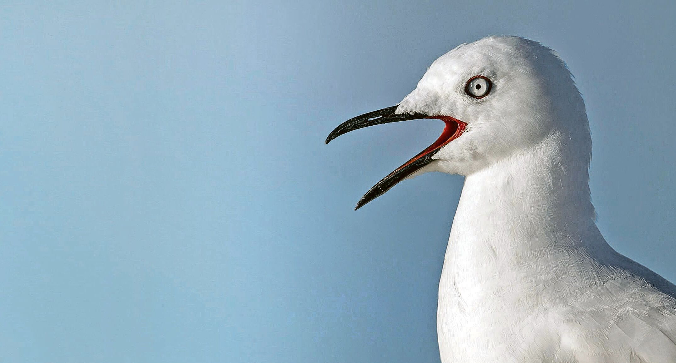 Geflügelpest in Berlin: Virus bei toter Möwe nachgewiesen