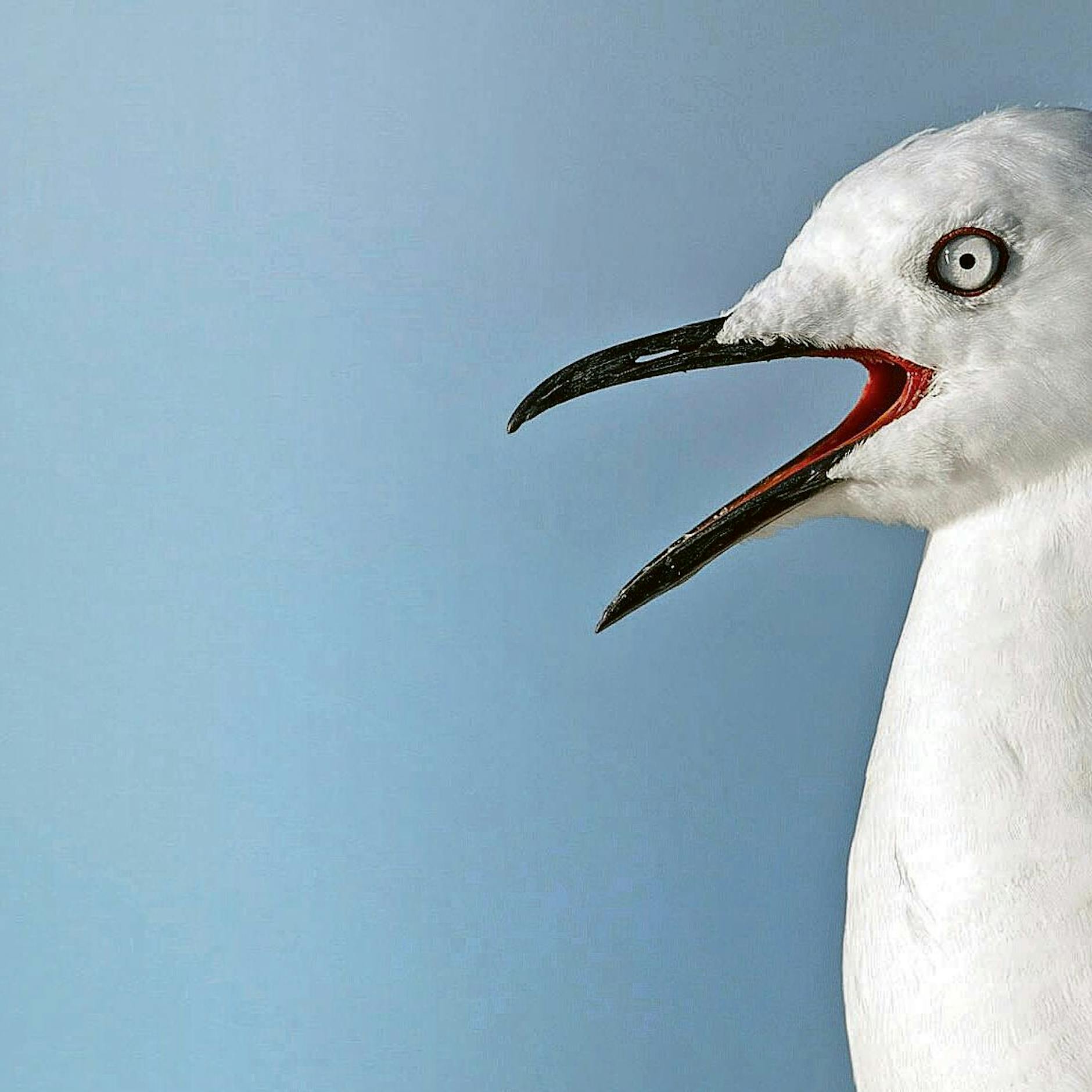 Geflügelpest in Berlin: Virus bei toter Möwe nachgewiesen