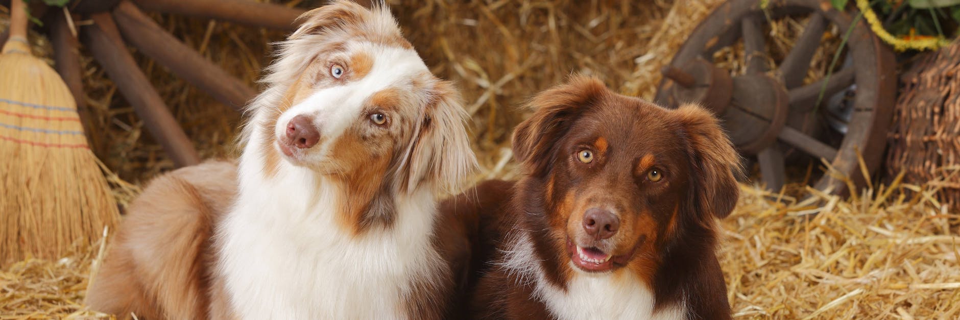 Warum neigen Hunde den Kopf?