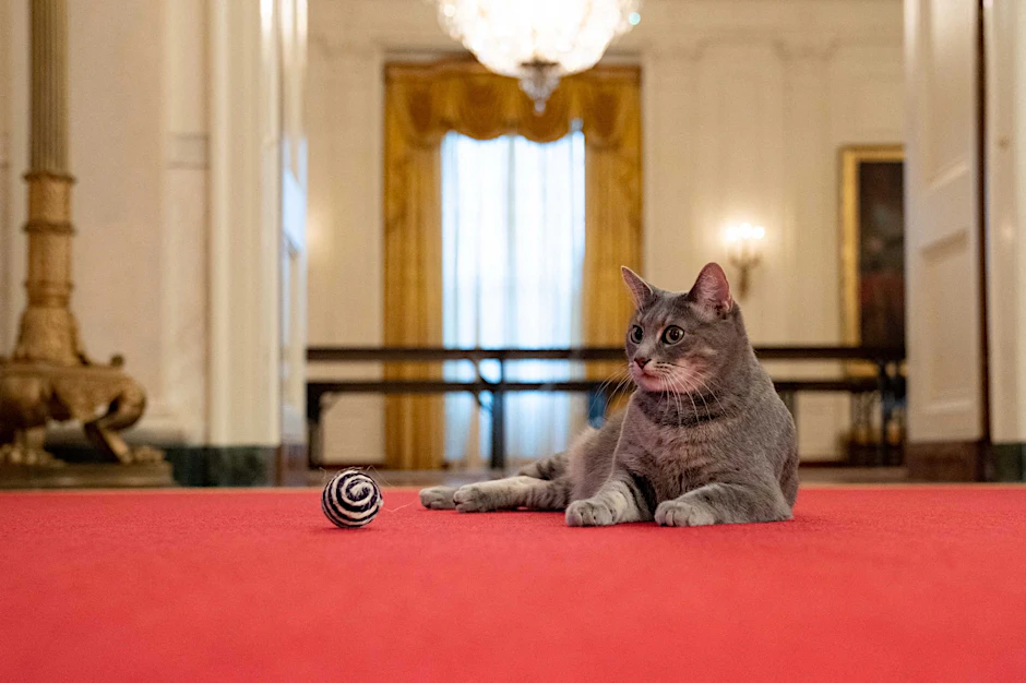 Katze Willow lebt sich im Weißen Haus ein.