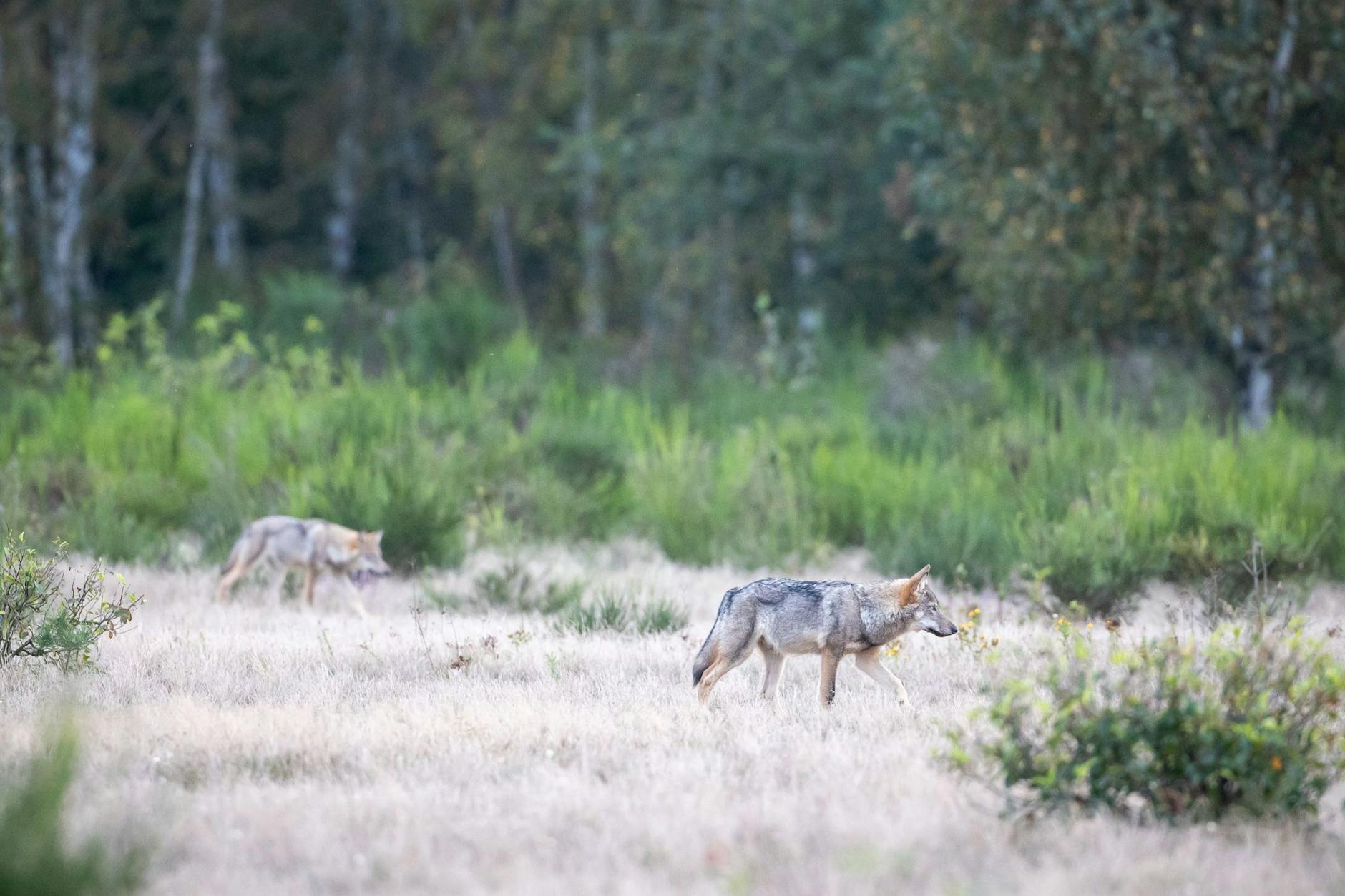 Zwei Wolfswelpen streifen durch die Kernzone der Döberitzer Heide. 