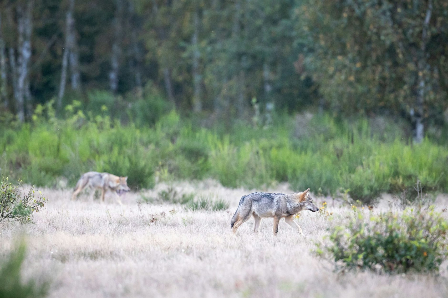 Zwei Wolfswelpen streifen durch die Kernzone der Döberitzer Heide.&nbsp;