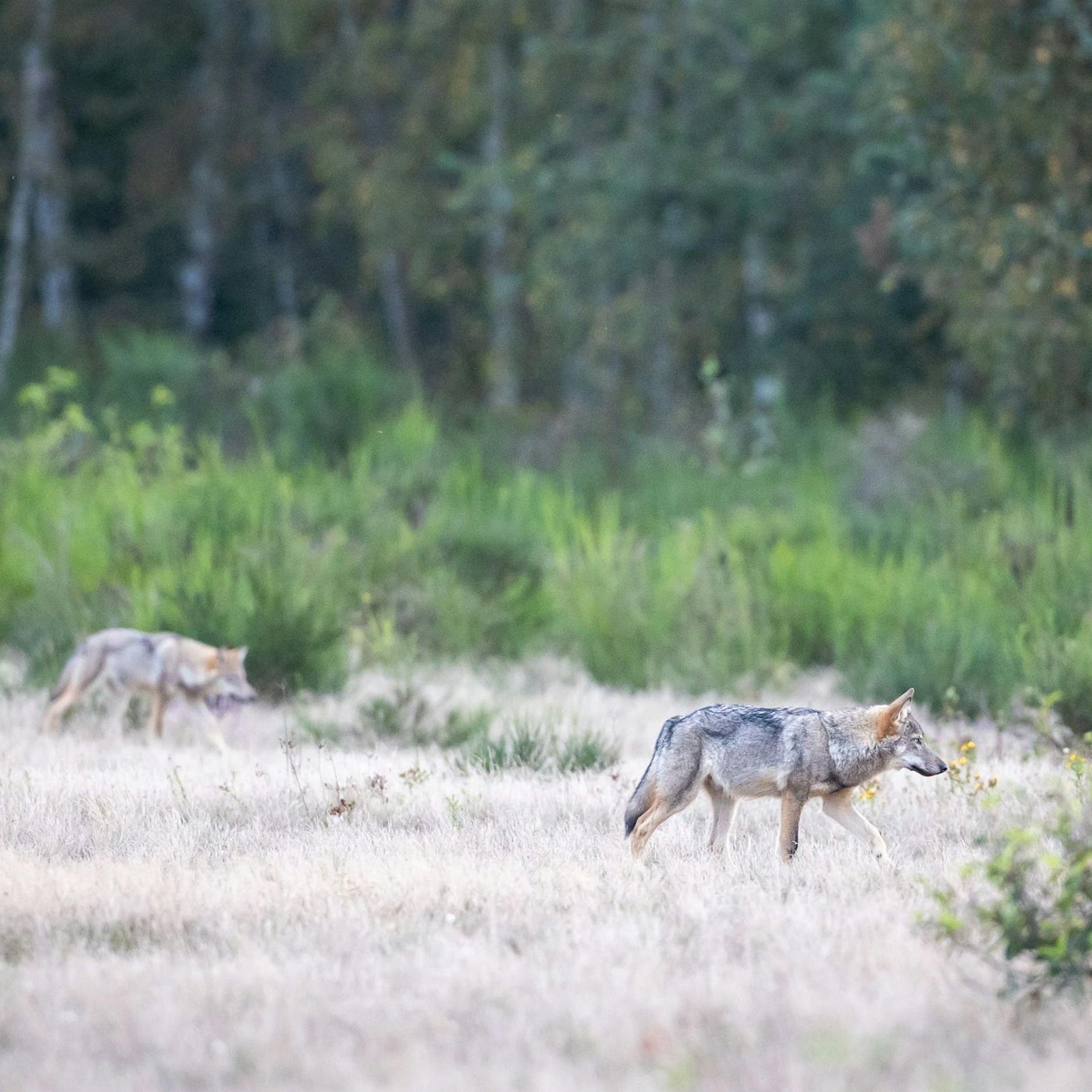 Kein Scherz! Wolf marschiert durch Berlin – besorgte Anwohner rufen Polizei