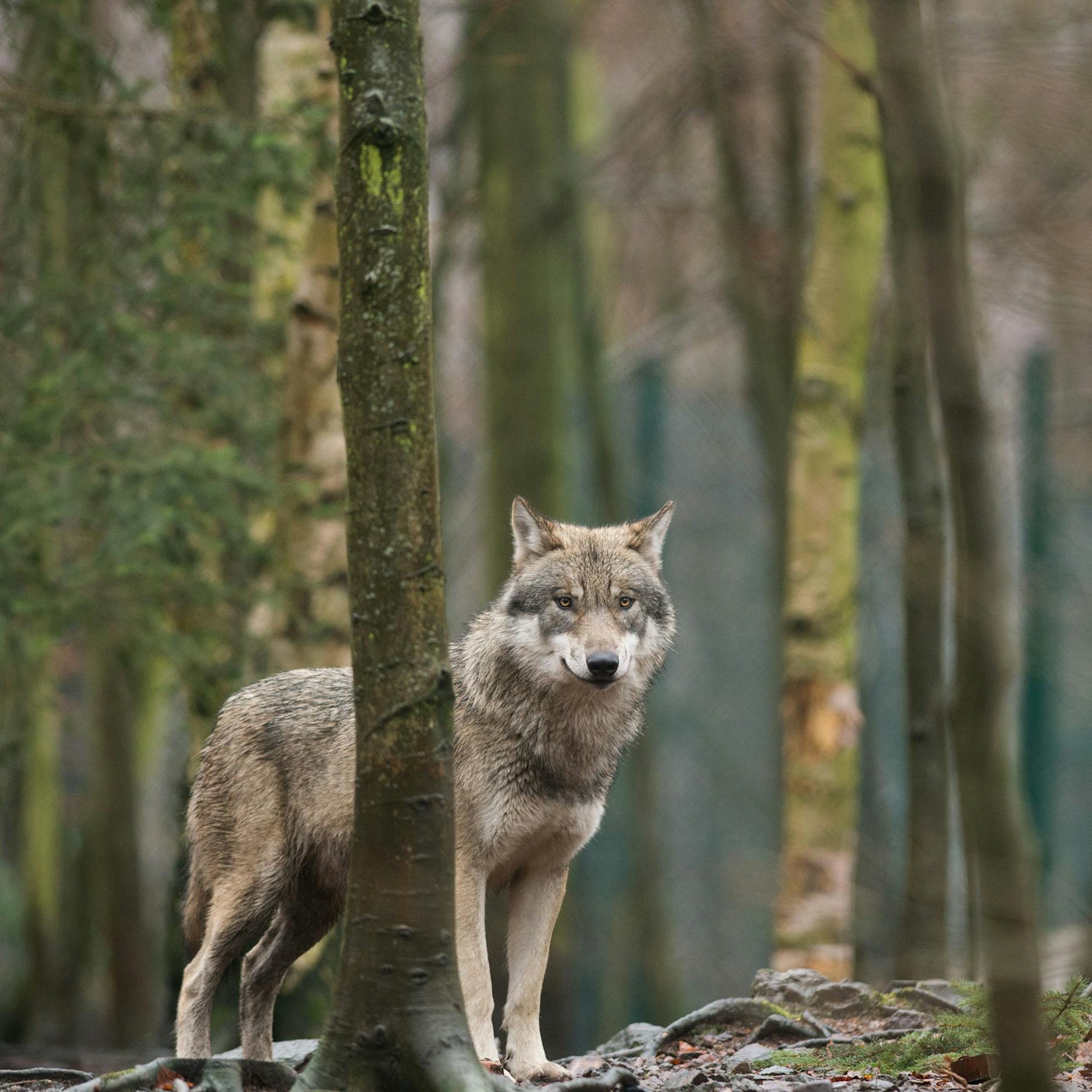 Mehrere Tiere gerissen - dennoch Schonfrist für Problemwolf
