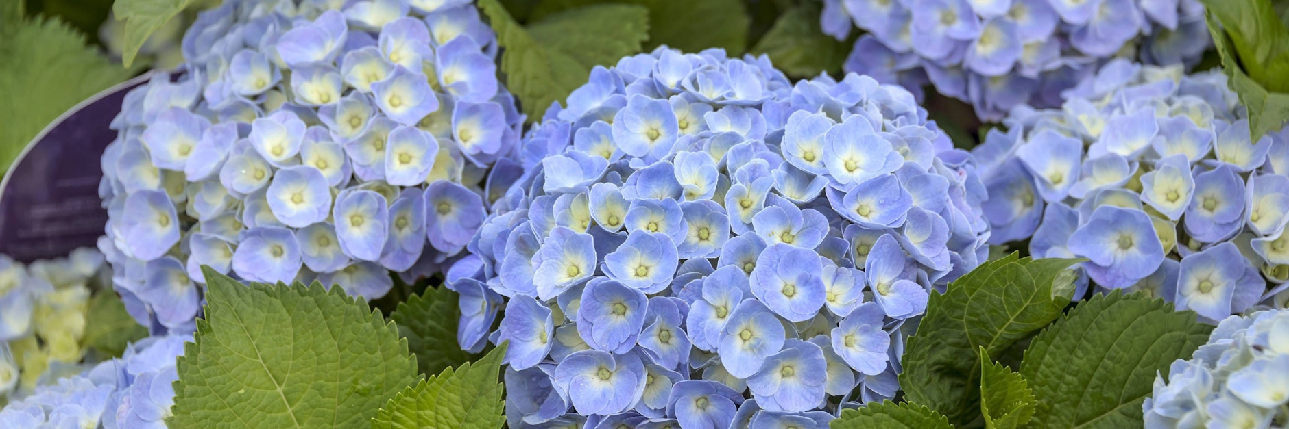 Sollen Hortensien lange in voller Pracht erblühen, braucht es vor allen Dingen einen fachgerechten Schnitt.